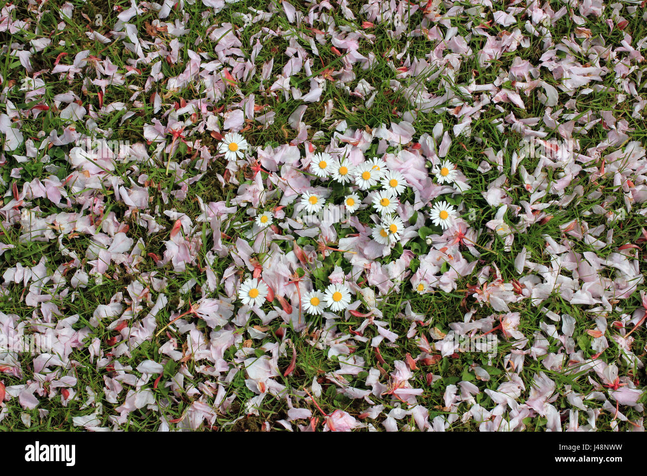 Margherite su un tappeto di fiori di ciliegio Foto Stock