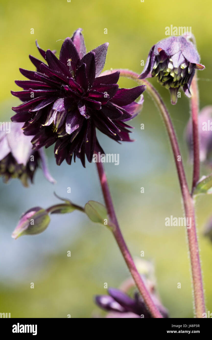 Viola scuro aquilegia doppia dei fiori di hardy Garden cottage preferito, Aquilegia vulgaris " nero " Barlow Foto Stock