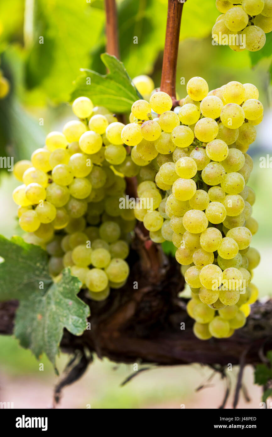Grappoli di uva bianca appesa sulla vigna; Penticton, British Columbia, Canada Foto Stock
