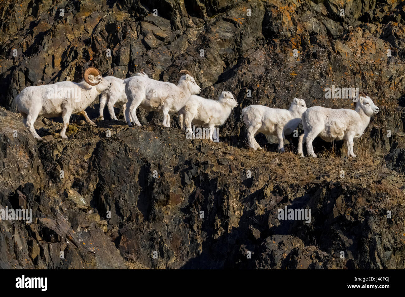 Dall RAM (Ovis Dalli) è con pecore e agnelli durante la stagione di allevamento d'autunno, mentre in piedi su Una roccia Ridge nelle montagne Chugach, a sud di un... Foto Stock