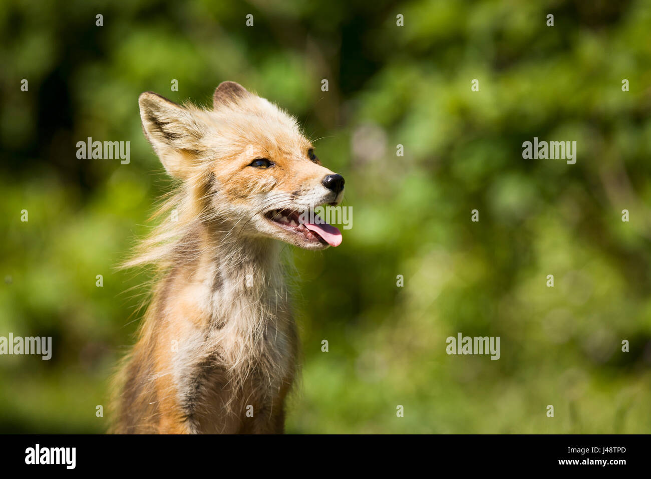 Un Rosso volpe (Vulpes vulpes) sulla penisola di Alaska, vicino a false Pass; a sud-ovest di Alaska, Stati Uniti d'America Foto Stock