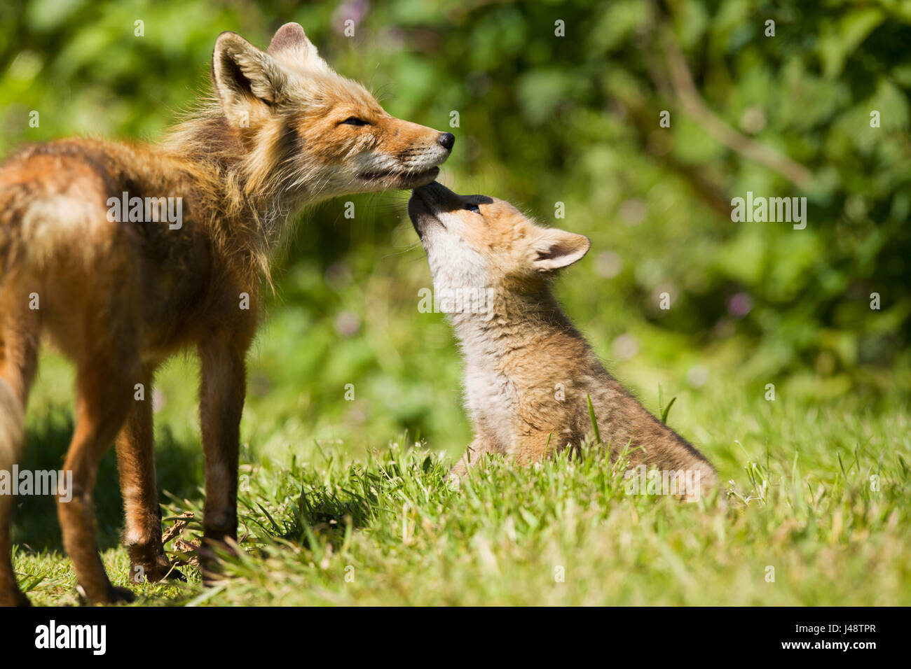 Un Rosso volpe (Vulpes vulpes) con uno dei suoi cuccioli vicino a Fishcamp sulla penisola di Alaska; False Pass, Southwest Alaska, STATI UNITI D'AMERICA Foto Stock