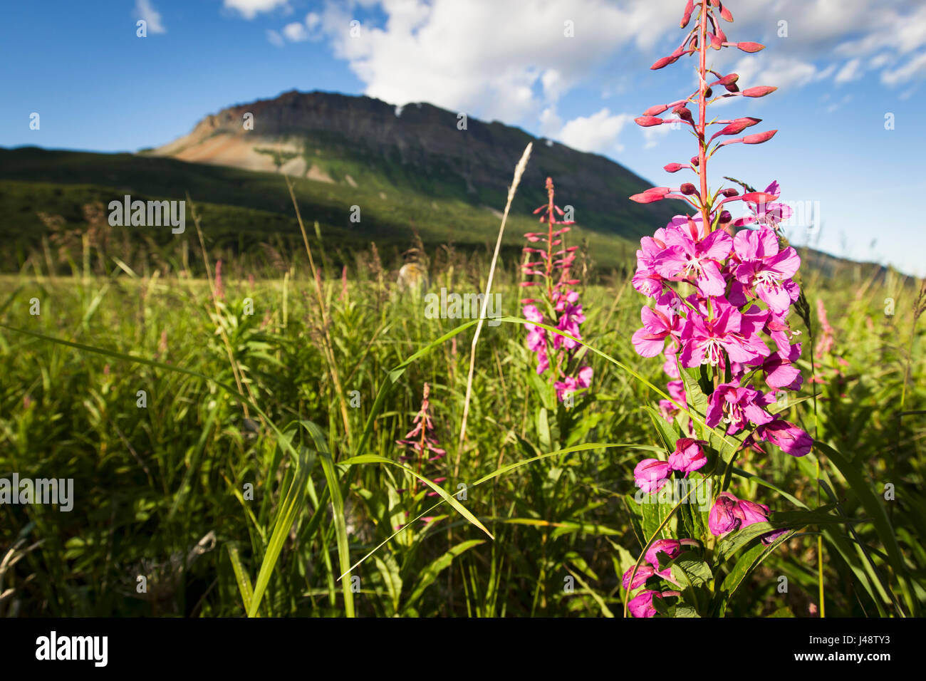 Rosa fiori selvaggi crescono in un prato su Hallo Bay, Katmai Naional Park, Alaska Peninsula; a sud-ovest di Alaska, Stati Uniti Foto Stock