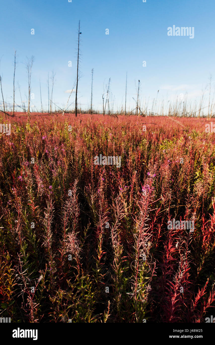 Trascorso Fireweed sulla Dalton Highway, Versante Nord Haul Road, Arctic Alaska in estate; Alaska, Stati Uniti d'America Foto Stock