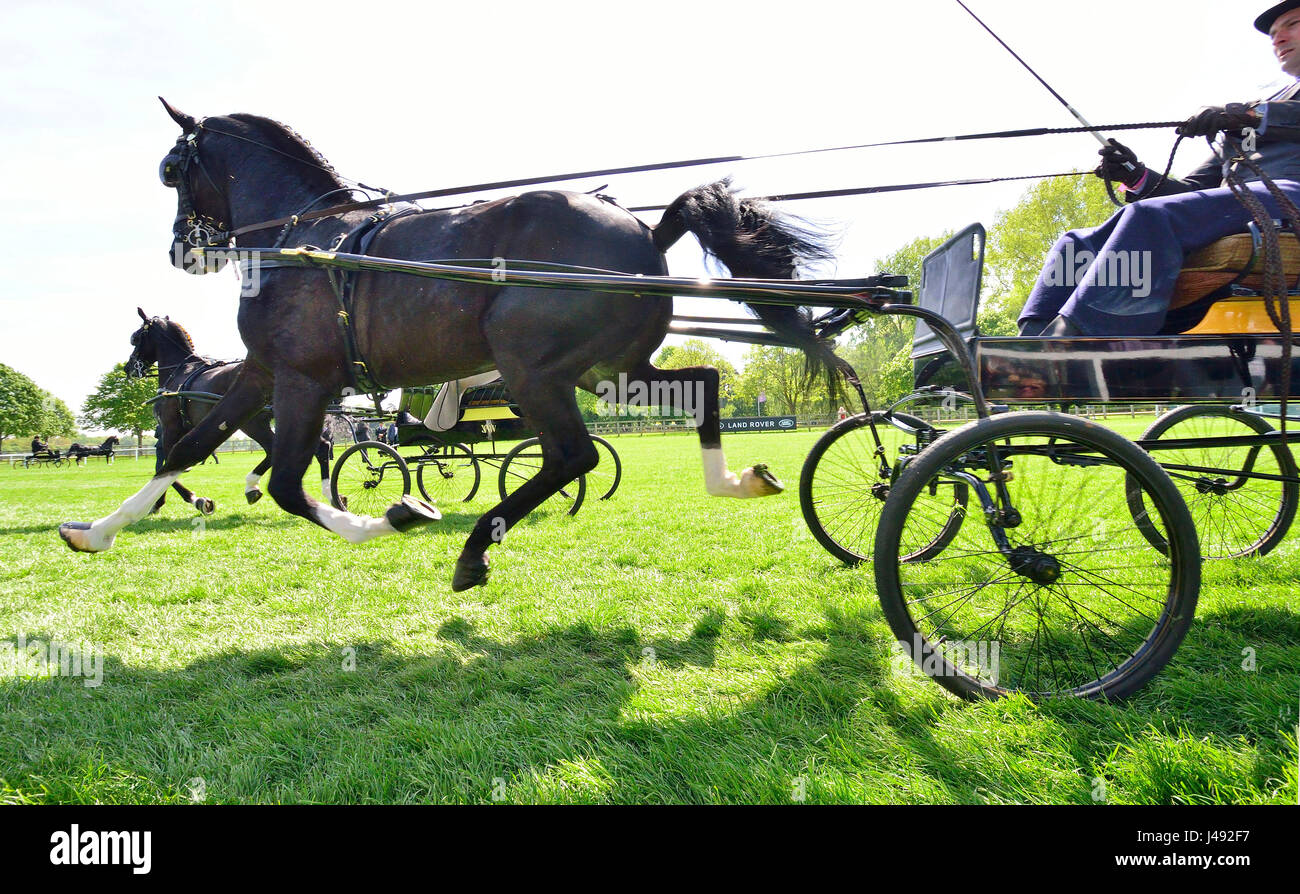 Windsor, Regno Unito. Il 10 maggio, 2017. Hackney cavalli e carrozze ad alta- stepping intorno al castello Arena su una gloriosa sunny - Giorno 1 del Royal Windsor Horse Show nel Castello di Windsor motivi Berkshire REGNO UNITO. Credit Gary Blake/Alamy Live News Foto Stock