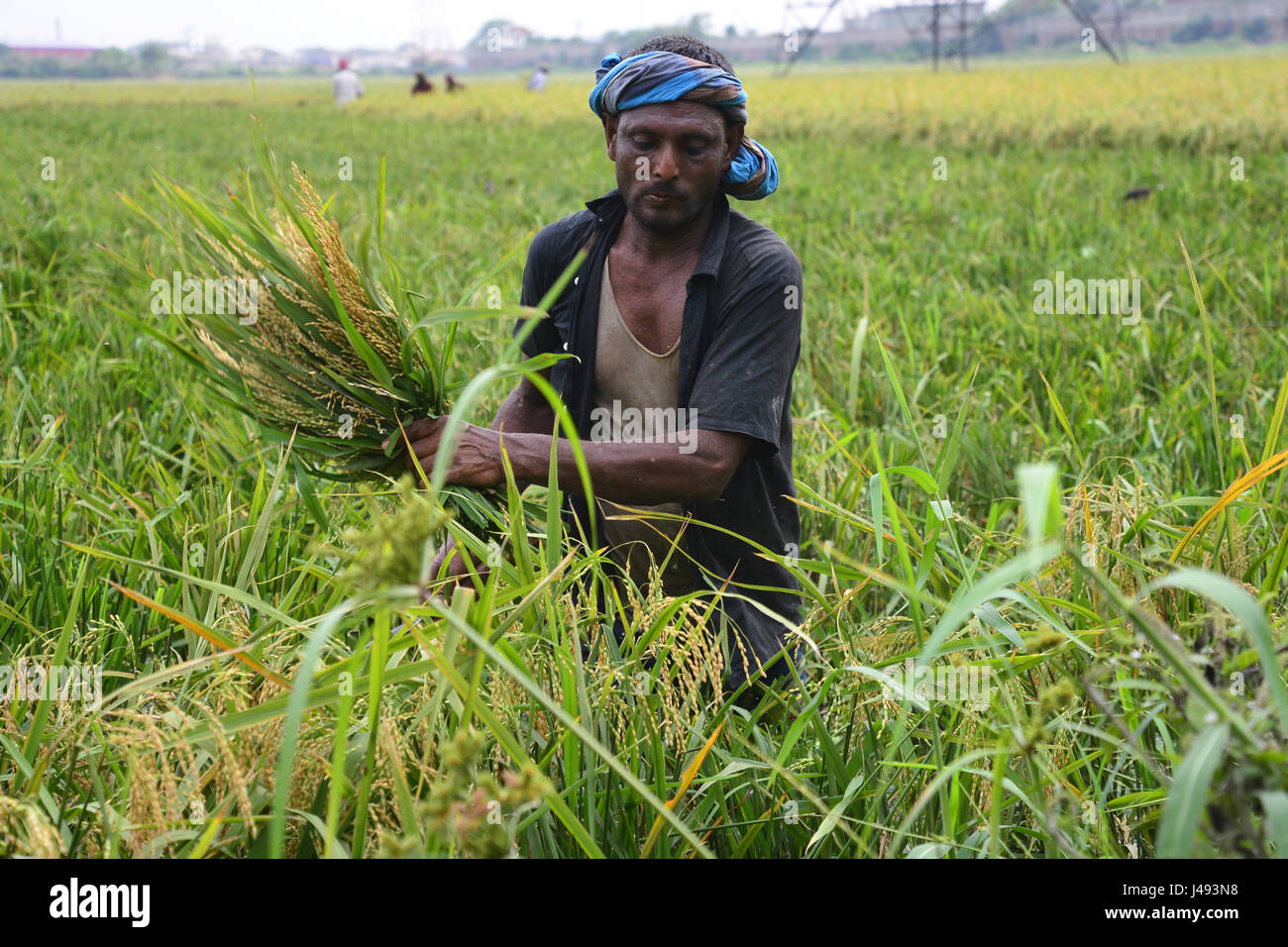 Dacca in Bangladesh. Il 10 maggio, 2017. Gli agricoltori del Bangladesh il taglio e raccoglie paddy dopo il raccolto a Gabtoli a Dhaka, nel Bangladesh, il 10 maggio, gli agricoltori del Bangladesh il taglio e raccoglie paddy dopo il raccolto a Ashulia a Dhaka, nel Bangladesh, il 10 maggio 2017. La dominante coltura alimentare del Bangladesh è il riso. Settore del riso contribuisce ad una metà del PIL agricolo e di un sesto del reddito nazionale in Bangladesh. Quasi tutti i 13 milioni di famiglie di agricoltori del paese di coltivare riso. Credito: Mamunur Rashid/Alamy Live News Foto Stock