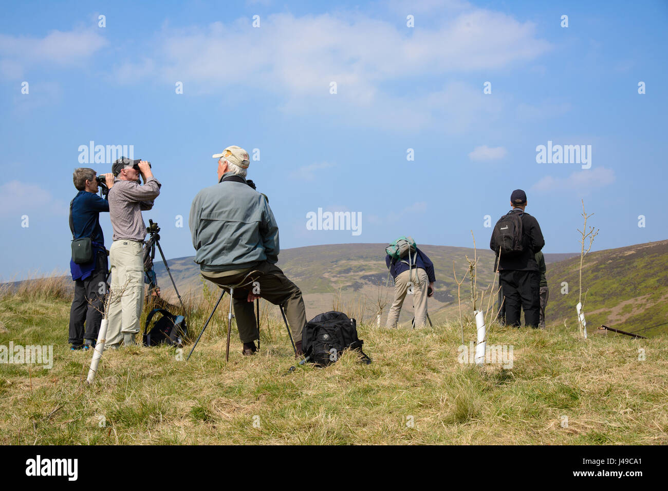 Lancashire, Regno Unito. 11 Maggio, 2017. Dopo una camminata di 3 miglia nel Bowland Fells dal ponte Dunsop, Lancashire, bird watchers sono premiati con un molto raro in Inghilterra, un maschio adulto pallida Harrier soffiata fuori rotta da venti da est sul suo cammino al Kazakistan dopo svernano in Africa. I maschi adulti sono eccezionalmente raro nel Regno Unito ma uno è stato visto vicino Hornsea in East Yorkshire ultima Domenica mattina e questo è probabilmente lo stesso bird. Credito: John Eveson/Alamy Live News Foto Stock