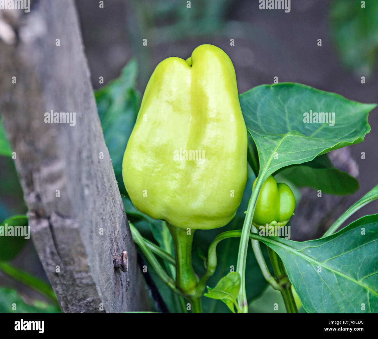 Verde, peperone giallo, noto anche come Jon la testa o un pepe e di Capsicum. Foto Stock