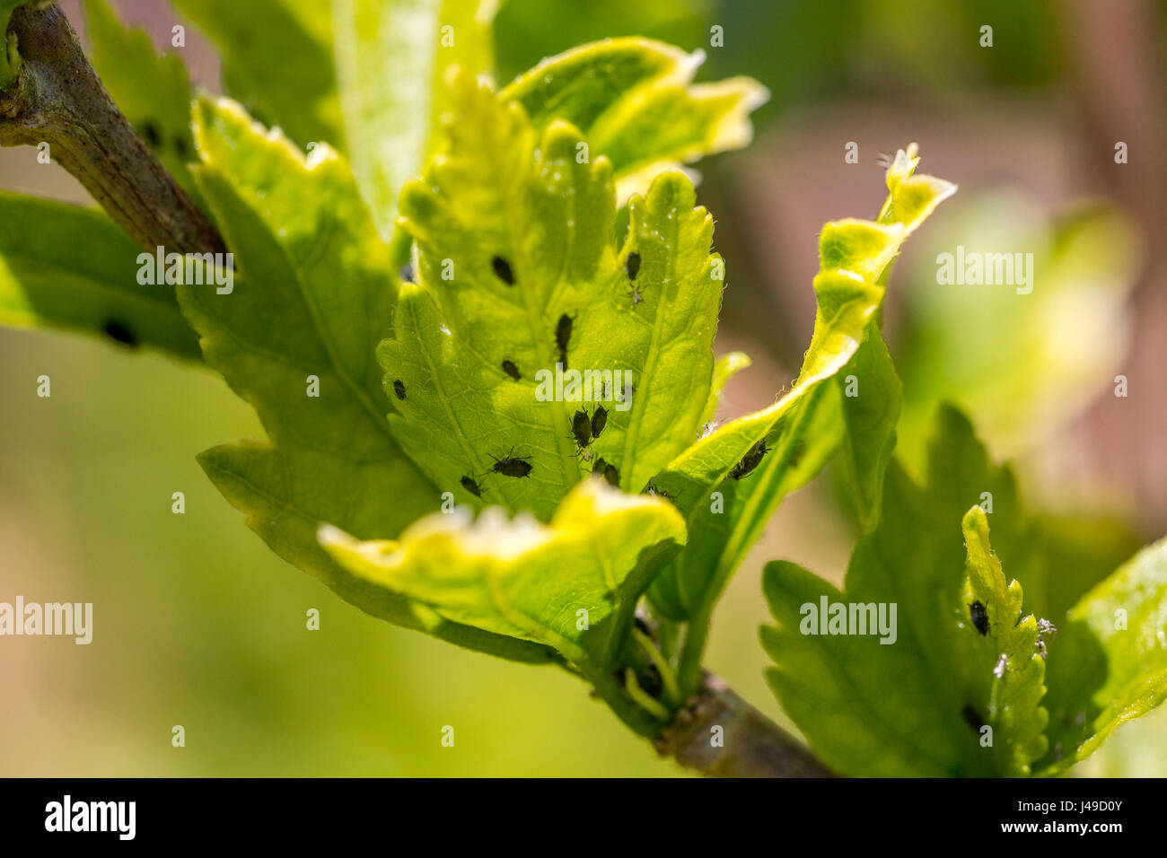 Afidi colonia su foglie bud Foto Stock