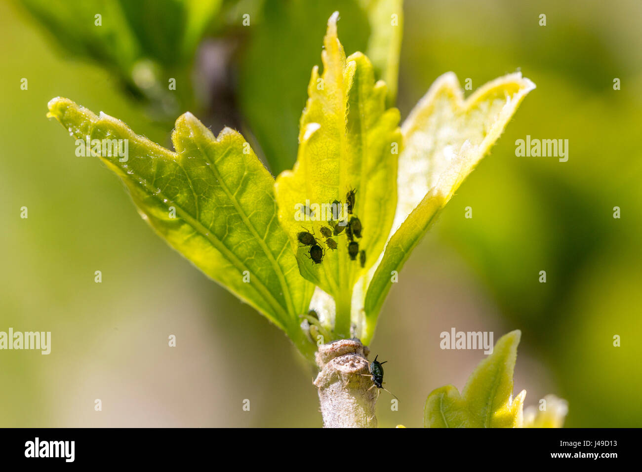 Afidi colonia su foglie bud Foto Stock