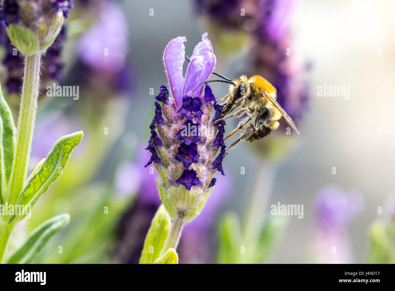 Macro di un ape impollinare i fiori di lavanda Foto Stock