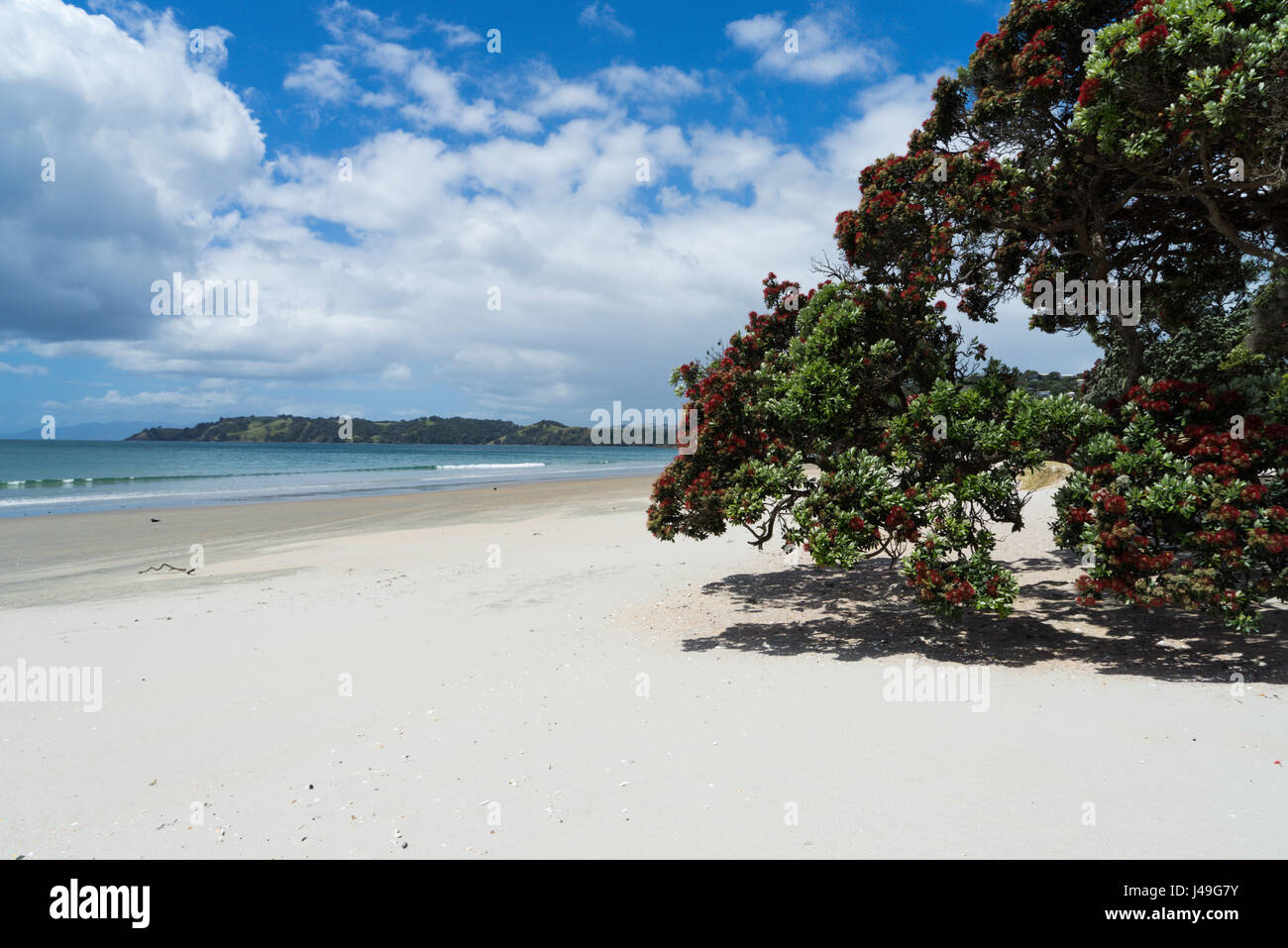 Immagine di un grande albero Pohutukawa (albero di Natale) sulla spiaggia Onetangi nell isola di Waiheke, Nuova Zelanda. Foto Stock