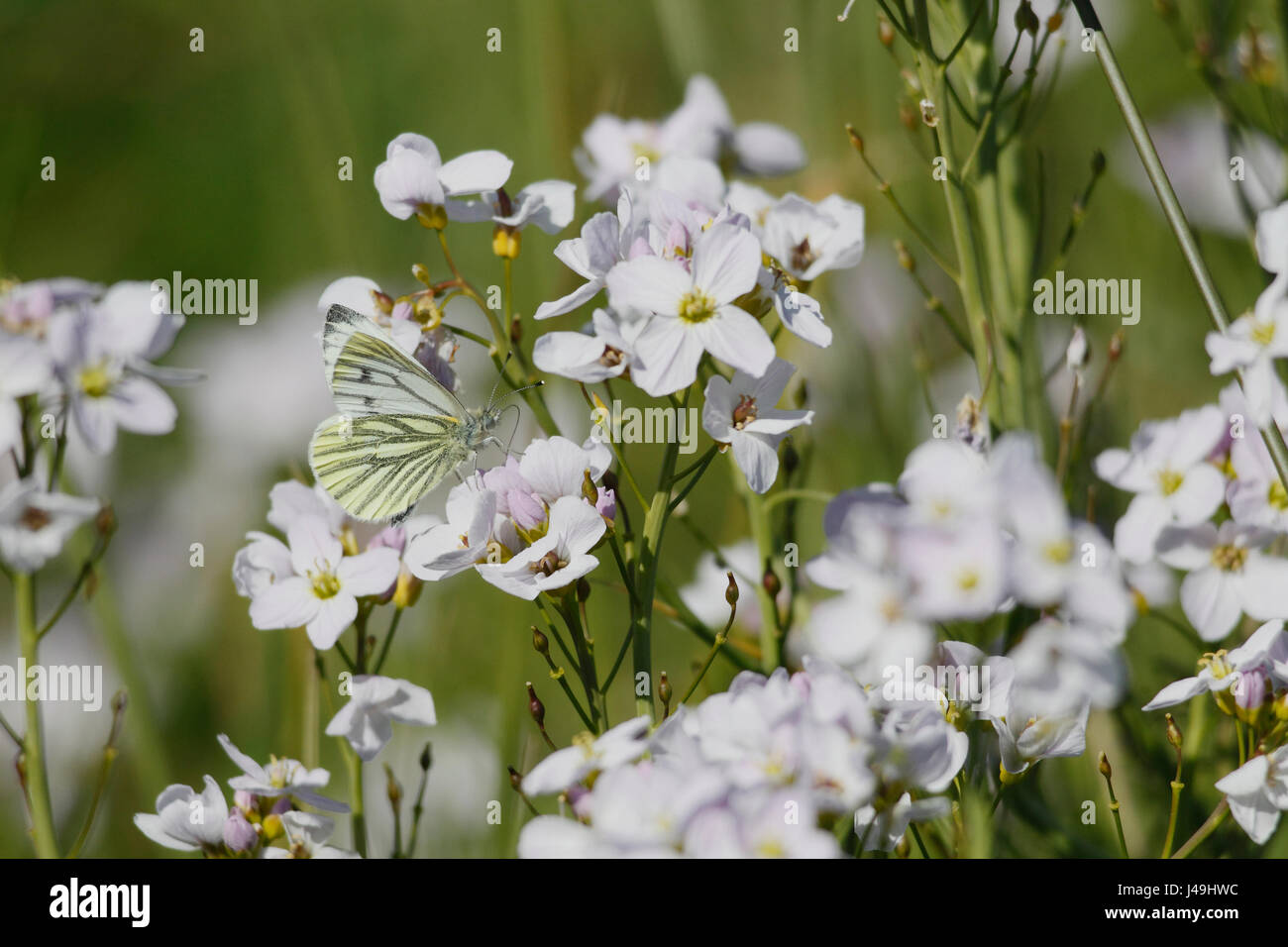 Verde-bianco venato Butterfly Foto Stock