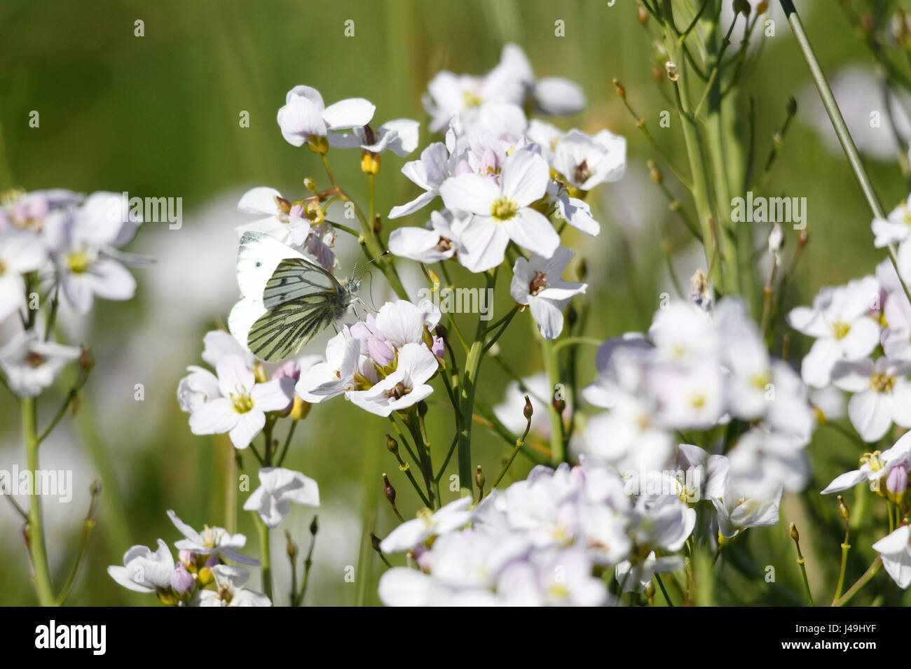 Verde-bianco venato Butterfly Foto Stock