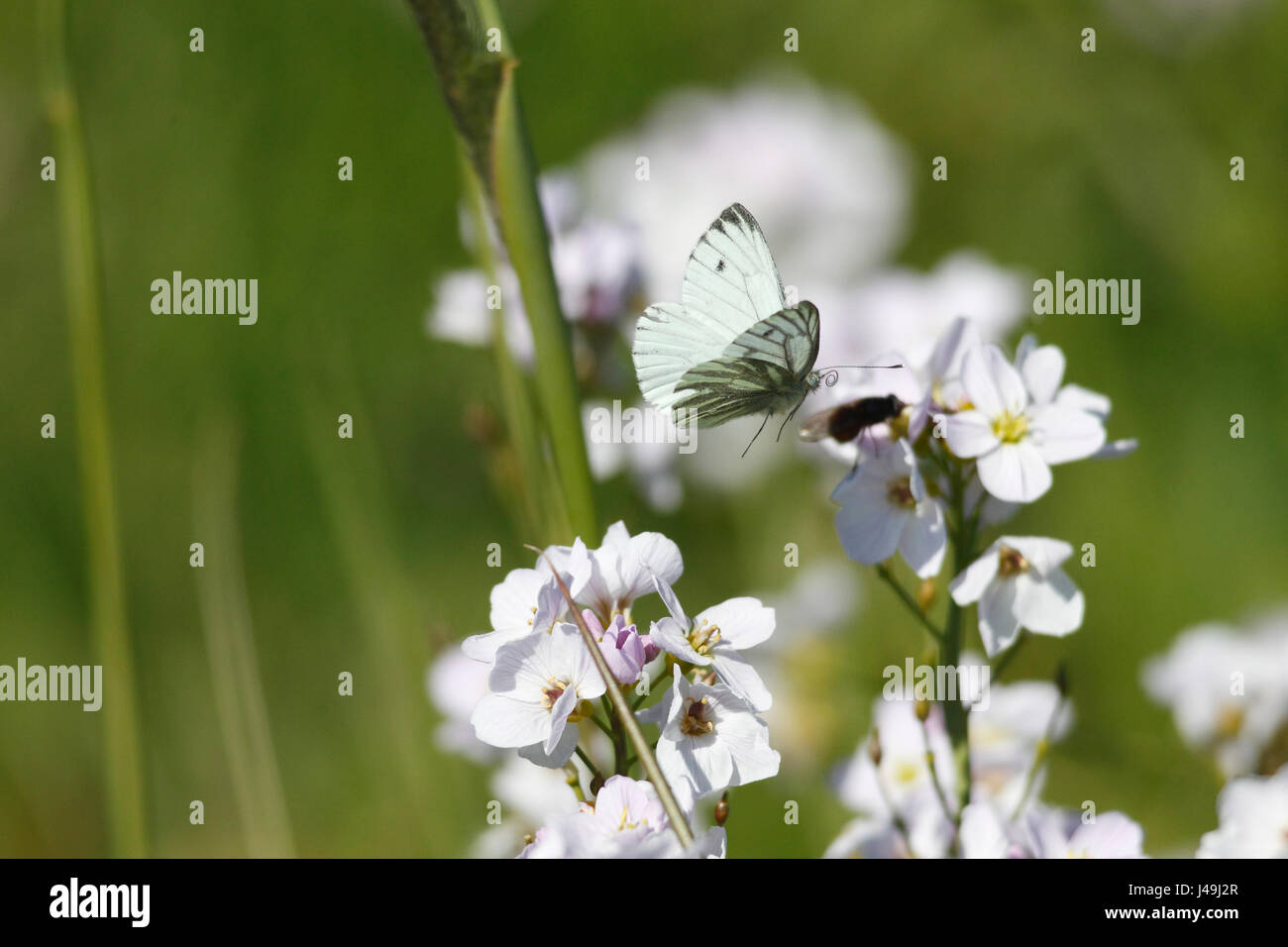 Verde-bianco venato Butterfly Foto Stock