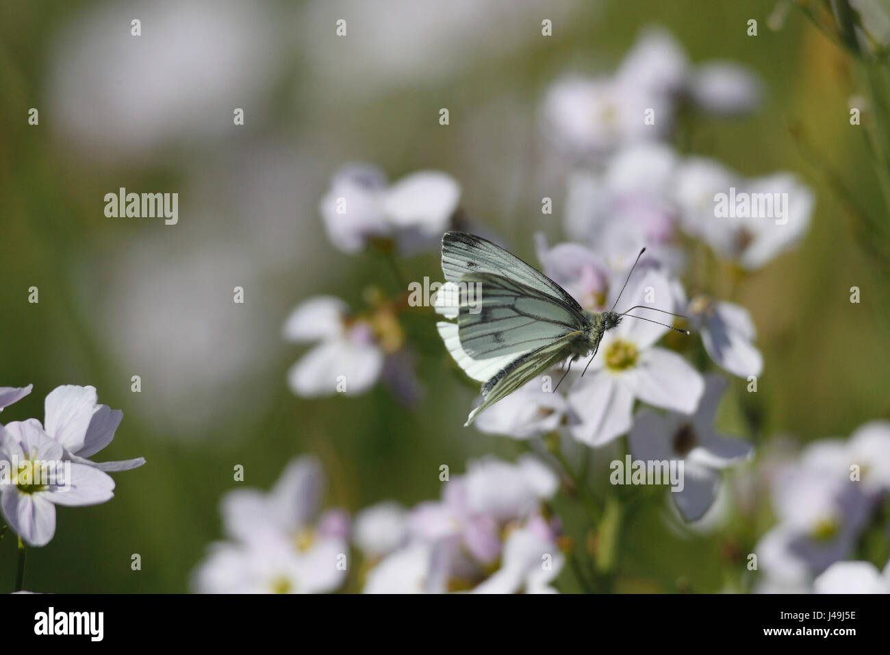 Verde-bianco venato Butterfly Foto Stock