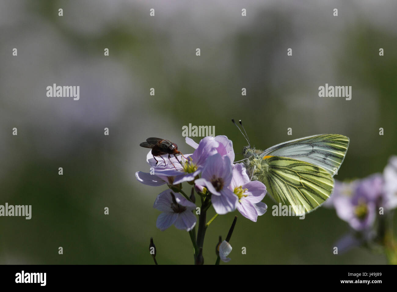 Verde-bianco venato Butterfly Foto Stock