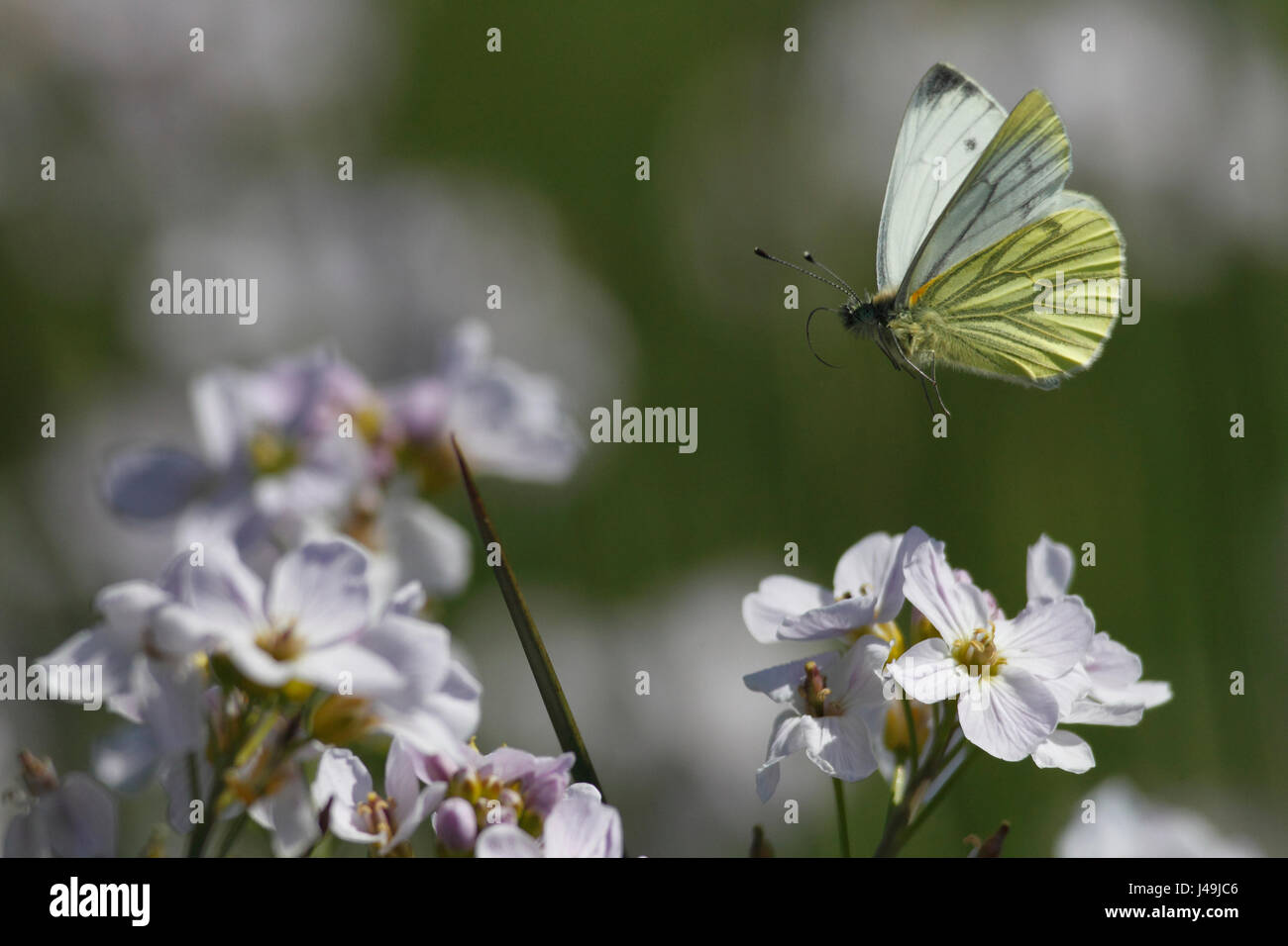 Verde-bianco venato Butterfly Foto Stock