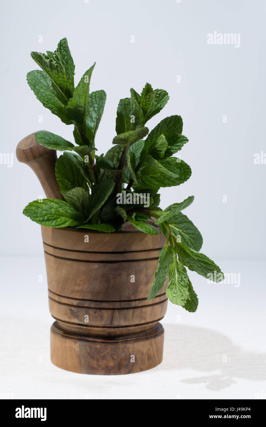 Fresco verde menta in legno d'olivo mortaio Foto Stock