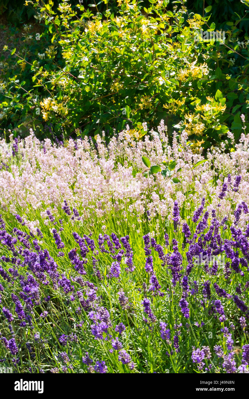 Estate lavanda inglese cottage in stile giardino confine Foto Stock