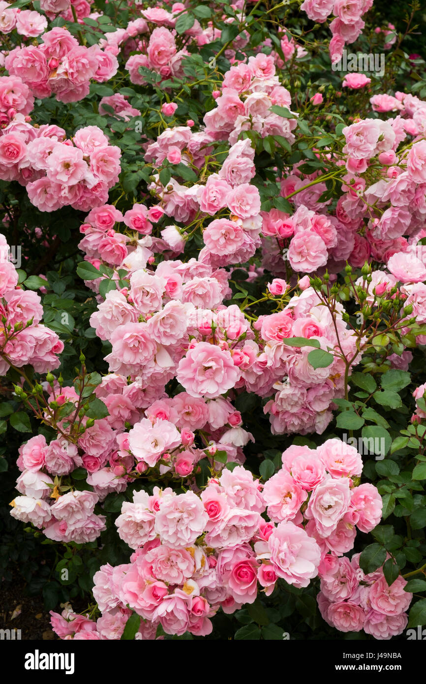 Profuse bussola rosa rose fioritura Foto Stock