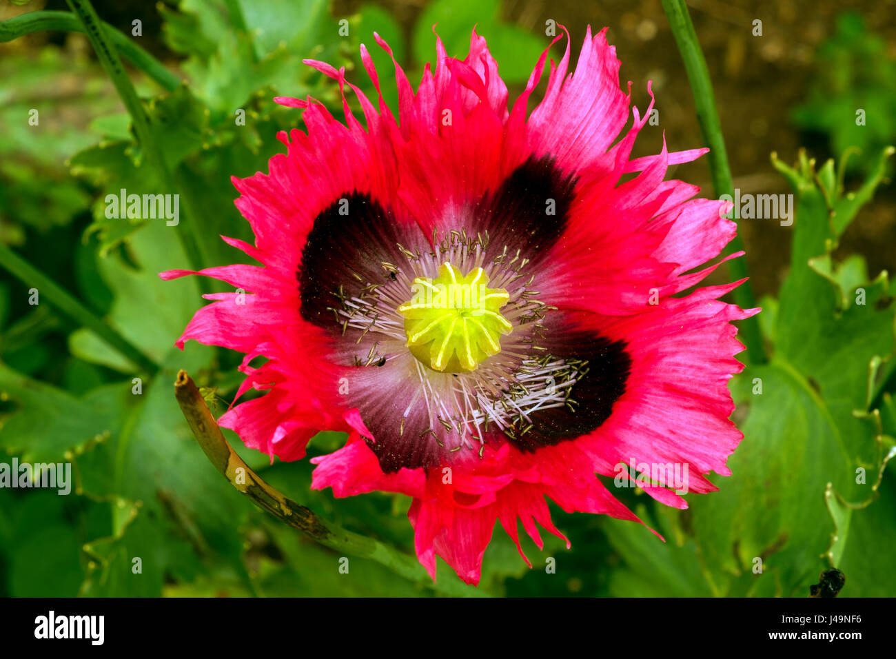 Insolito rosa e giallo fiore di papavero close up Foto Stock