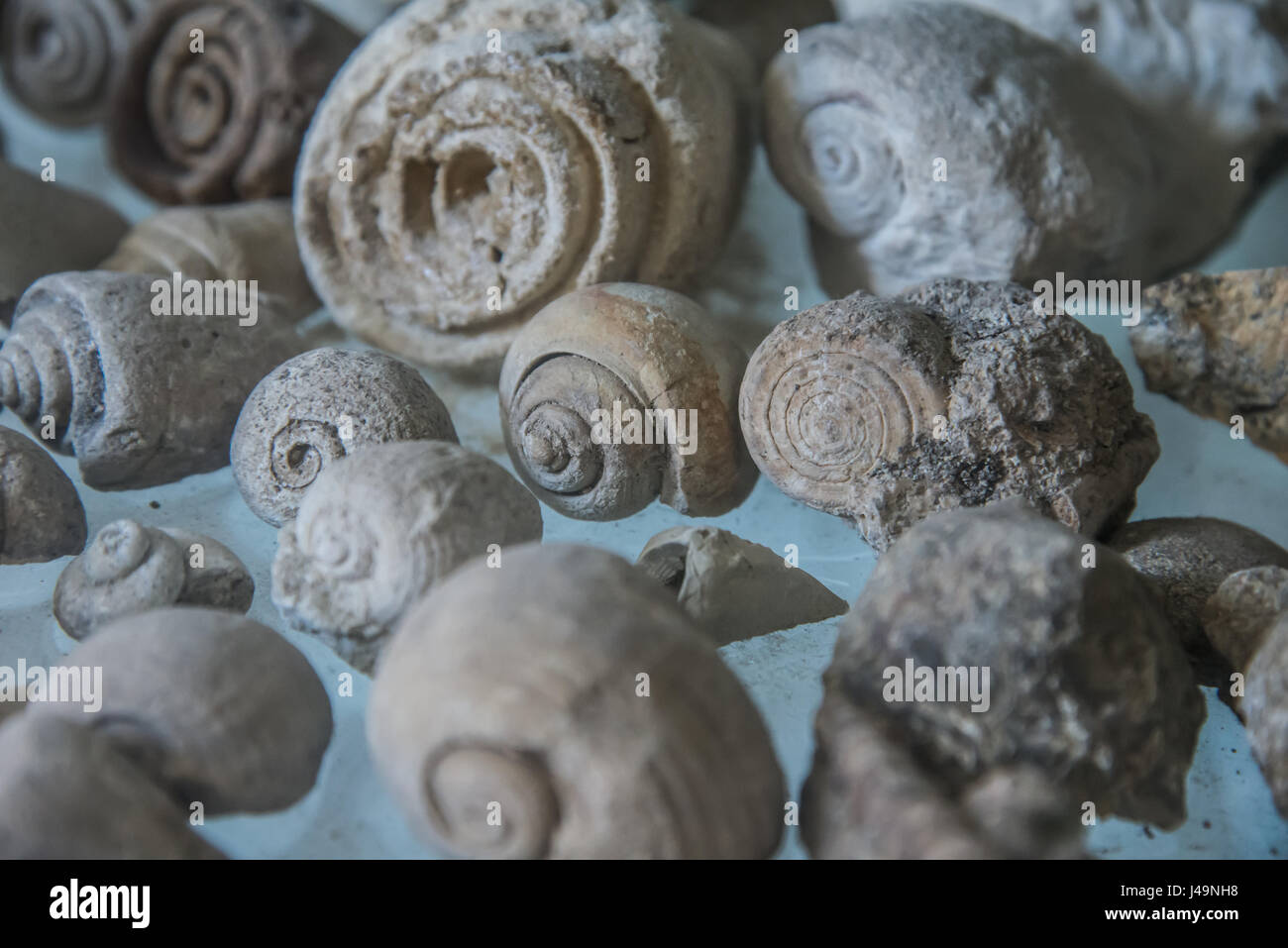 Una serie di fossili al museo Foto Stock
