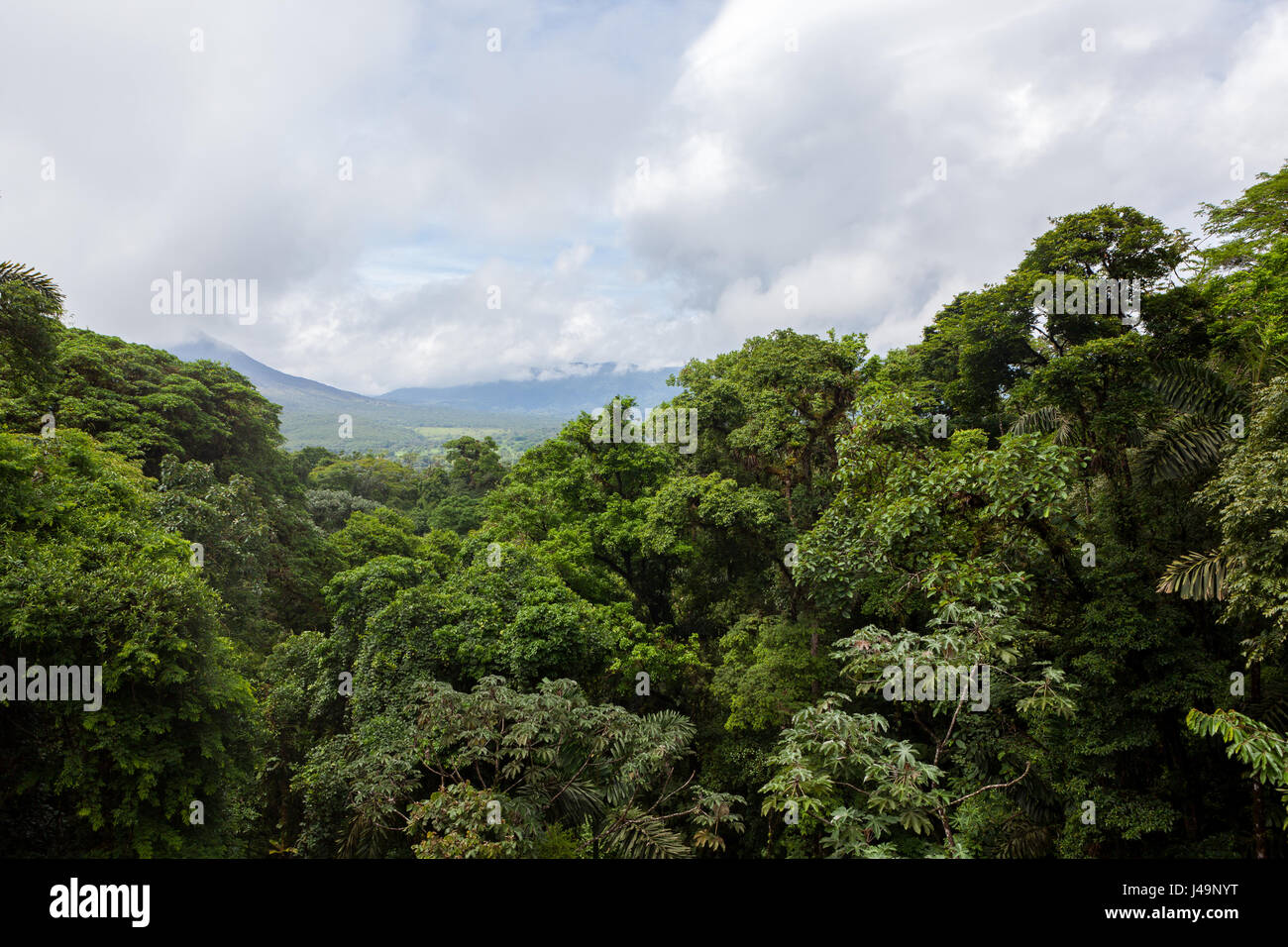 Una lussureggiante foresta pluviale view Foto Stock