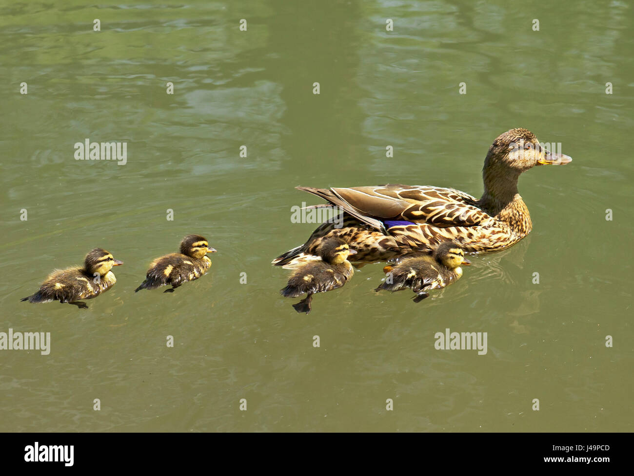Femmina Mallard duck con i suoi pulcini. Foto Stock