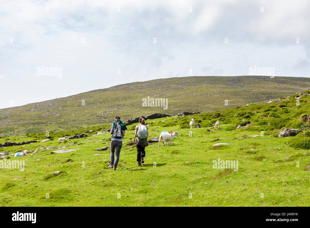 Penisola di Dingle, nella contea di Kerry, Irlanda - gli escursionisti a piedi tra le pecore nelle colline irlandese in un pomeriggio soleggiato sul modo di Dingle trail. Foto Stock