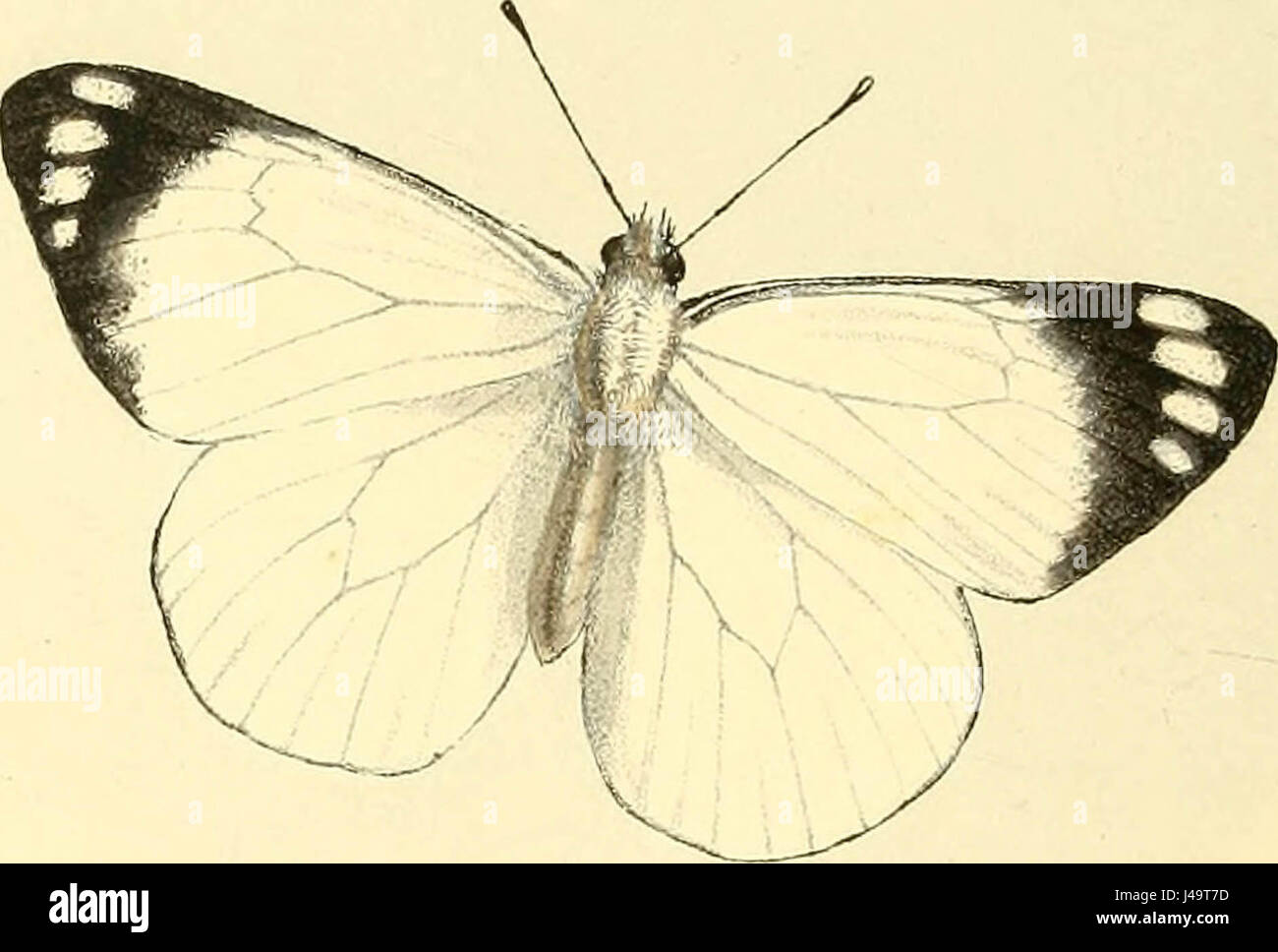 "Zoological illustrazioni o, figure originali e le descrizioni delle nuove, rare o interessanti animali, selezionati principalmente dalle classi di ornitologia, entomologia e conchology, e disposti secondo le loro affinità apparente Foto Stock