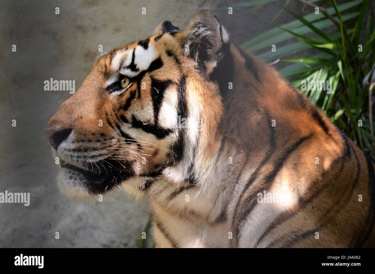 Guardare Lontano di Tiger. Foto Stock