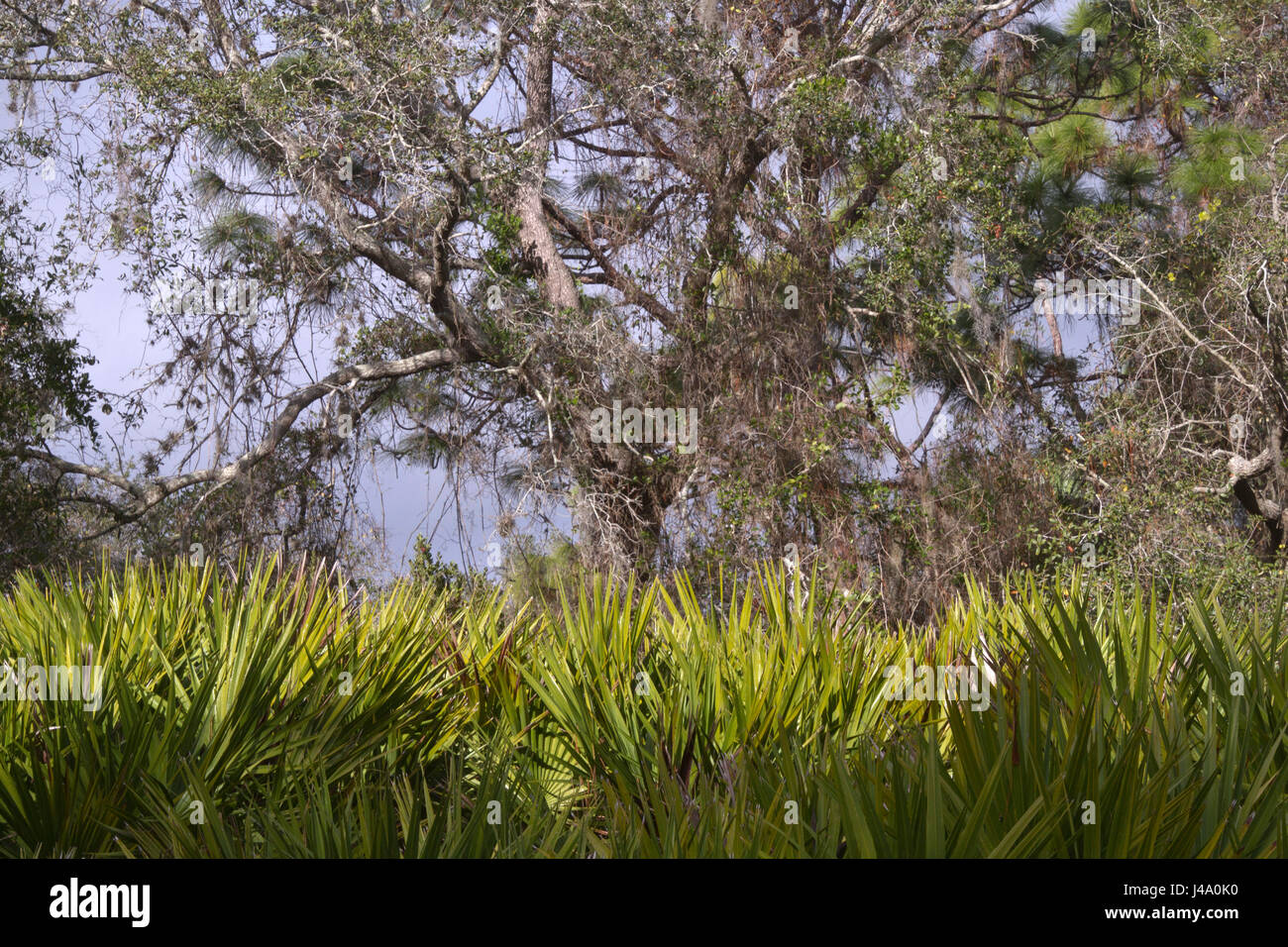 Una fitta foresta in Florida con alberi, licheni e flora adattato ad un clima più caldo Foto Stock