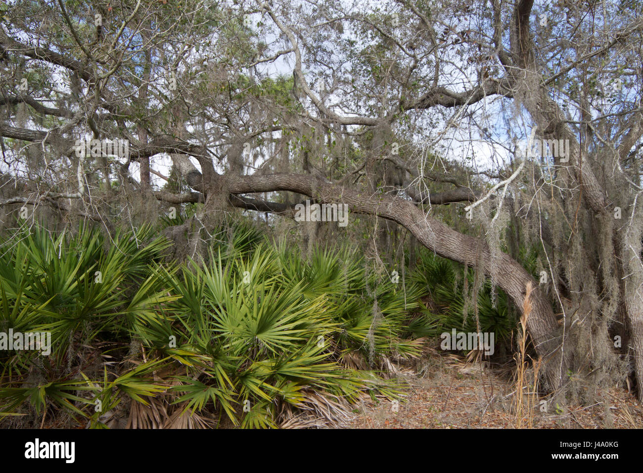 Una fitta Florida ecosistema forestale con alberi, licheni e altre specie di flora adattata al clima più caldo Foto Stock