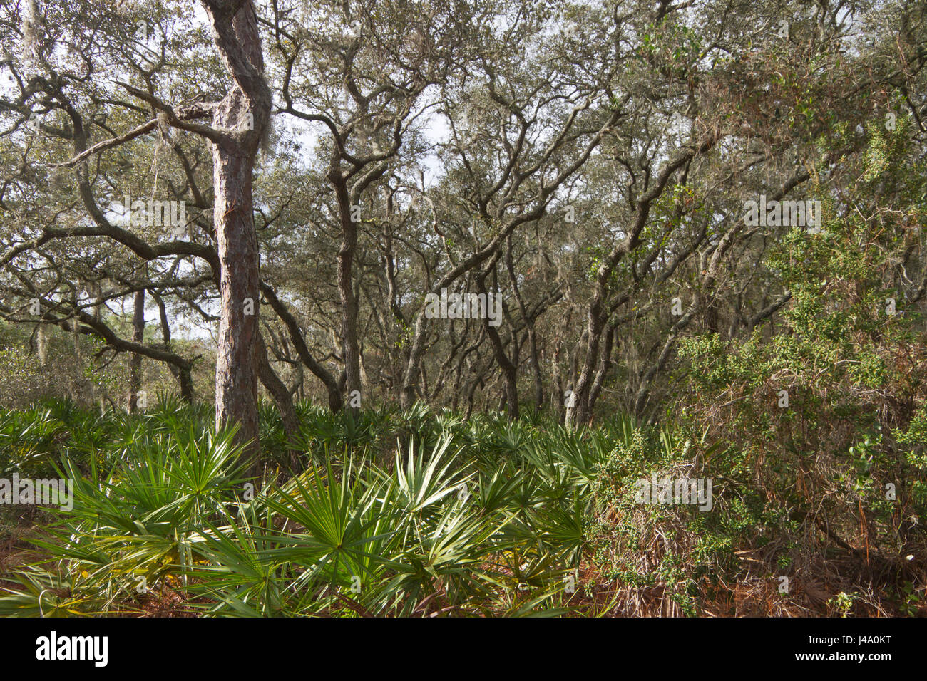 Un denso e colorato ecosistema di foresta nella Florida Centrale Foto Stock