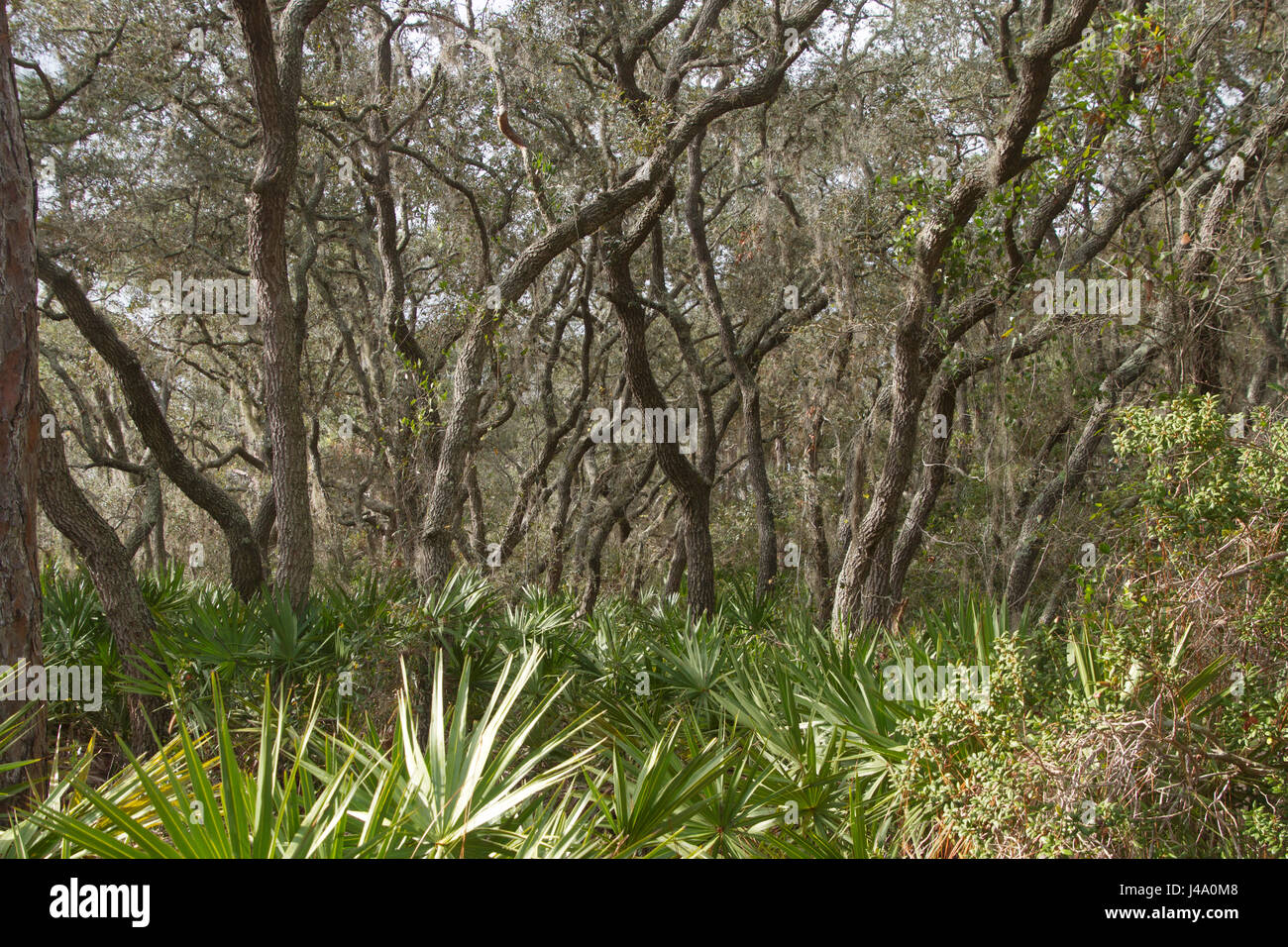 Una fitta Florida ecosistema forestale con alberi e altre specie di flora adattata al clima più caldo Foto Stock