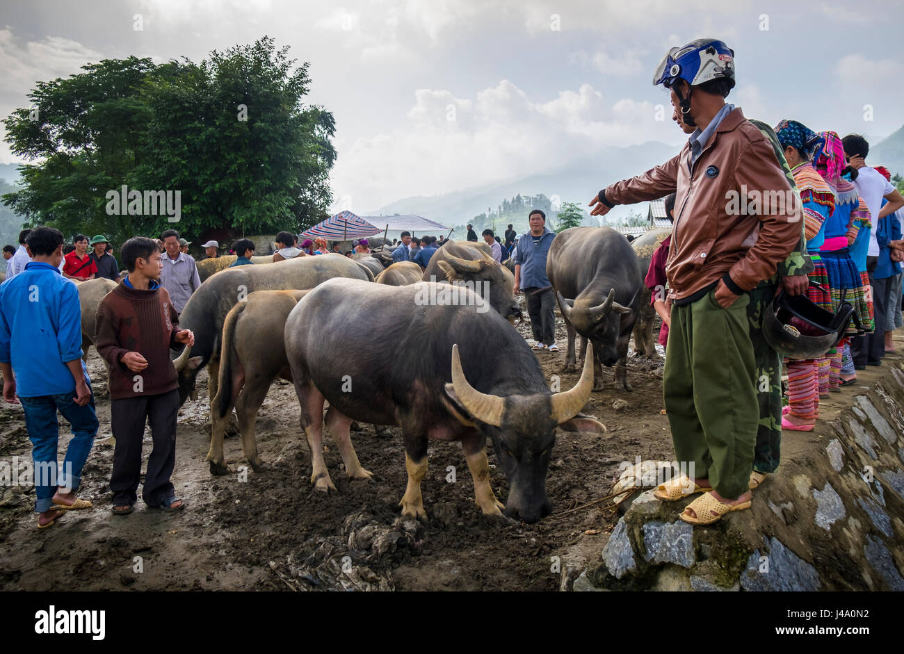 BAC HA, VIETNAM - CIRCA NEL SETTEMBRE 2014: Buffalo trading a Bac Ha mercato di domenica, la più grande minoranza di persone mercato nel nord del Vietnam Foto Stock