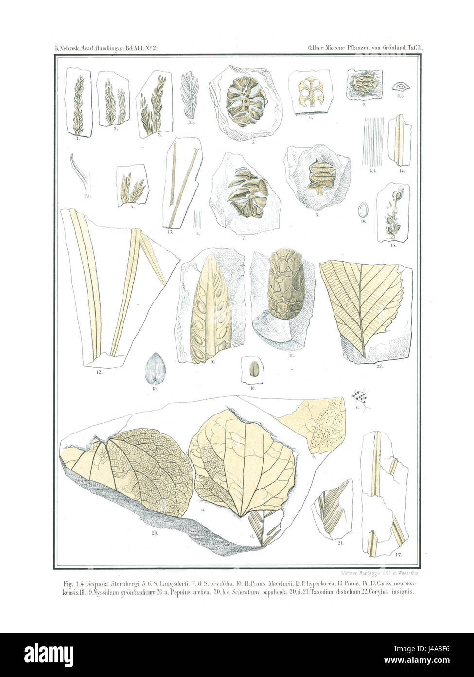 Polarflora 3 28 è un'opera botanica che documenta la flora polare, concentrandosi in particolare sulle specie vegetali presenti nelle regioni a clima freddo, con un'enfasi sui meccanismi di sopravvivenza in ambienti difficili. Foto Stock