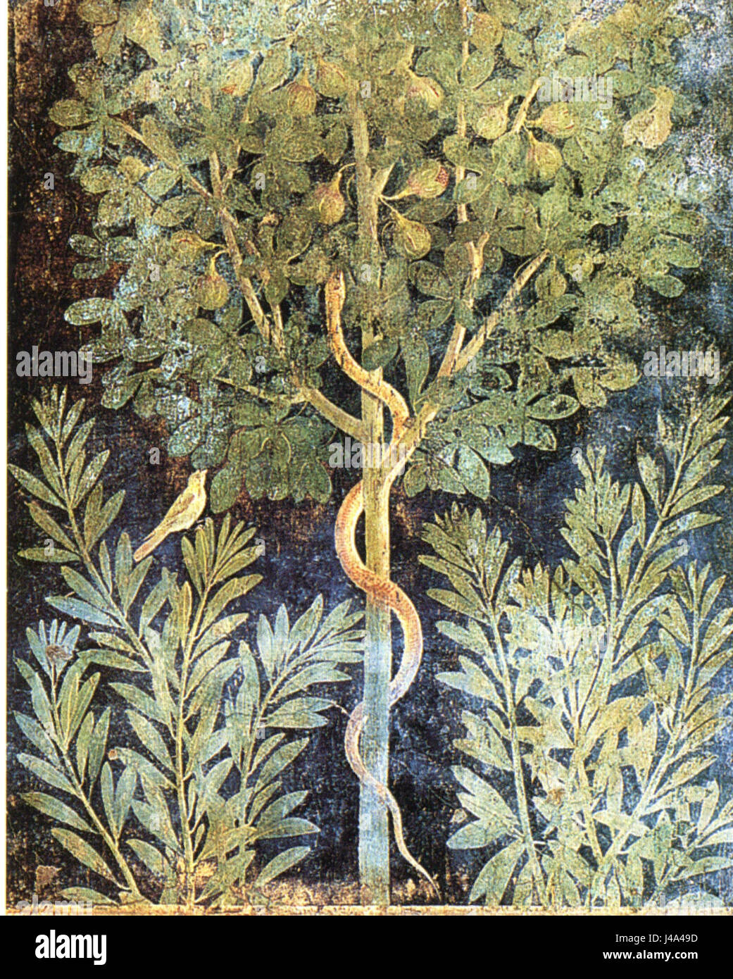 Pompei Casa del frutteto Fig Tree Foto Stock