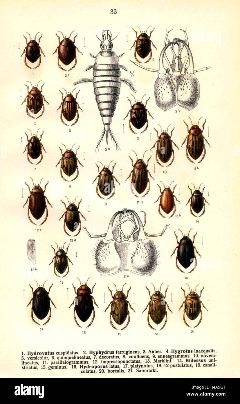 Reitter Hygrotus è un riferimento a una specifica specie o classificazione scientifica, potenzialmente correlata all'entomologia o alla zoologia. Il termine "u.a." indica altre specie o esempi associati all'interno della stessa categoria. Foto Stock