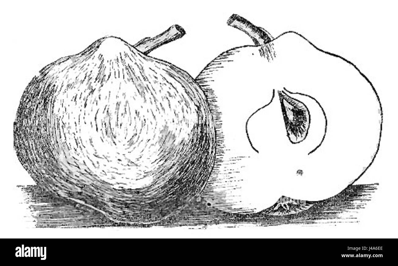 La Reinette Bergamotte è una varietà di mele conosciuta per il suo sapore dolce e la sua raffinata consistenza. È particolarmente popolare in Francia e in altre regioni europee, spesso usato per mangiare o fare sidro a causa del suo gusto distintivo. Foto Stock