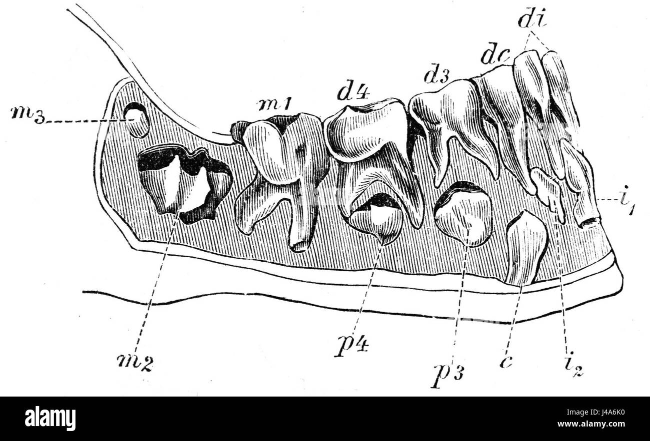 La rind Unterkiefer si riferisce a un disegno anatomico dettagliato della mascella inferiore (mandibola) di una mucca (Rind in tedesco). Il disegno si concentra sulle ossa, i muscoli e la struttura, illustrando le caratteristiche anatomiche della mascella della mucca. Questo tipo di illustrazione è utile per scopi scientifici, veterinari e didattici. Foto Stock