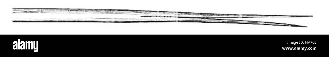 L'illustrazione nel PSM V05 D295 raffigura la struttura unica di una lingua hummingbirdâ, adattata per l'alimentazione del nettare. La lingua specializzata consente all'uccello di accedere al nettare in profondità all'interno dei fiori, evidenziando il suo ruolo nell'impollinazione. Foto Stock