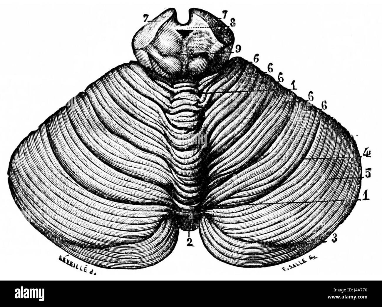 Questa illustrazione del PSM (Popular Science Monthly) V26, piastra D760, mostra la superficie superiore del cervelletto, fornendo una visione dell'anatomia cerebrale umana per studi medici e scientifici alla fine del XIX secolo. Foto Stock