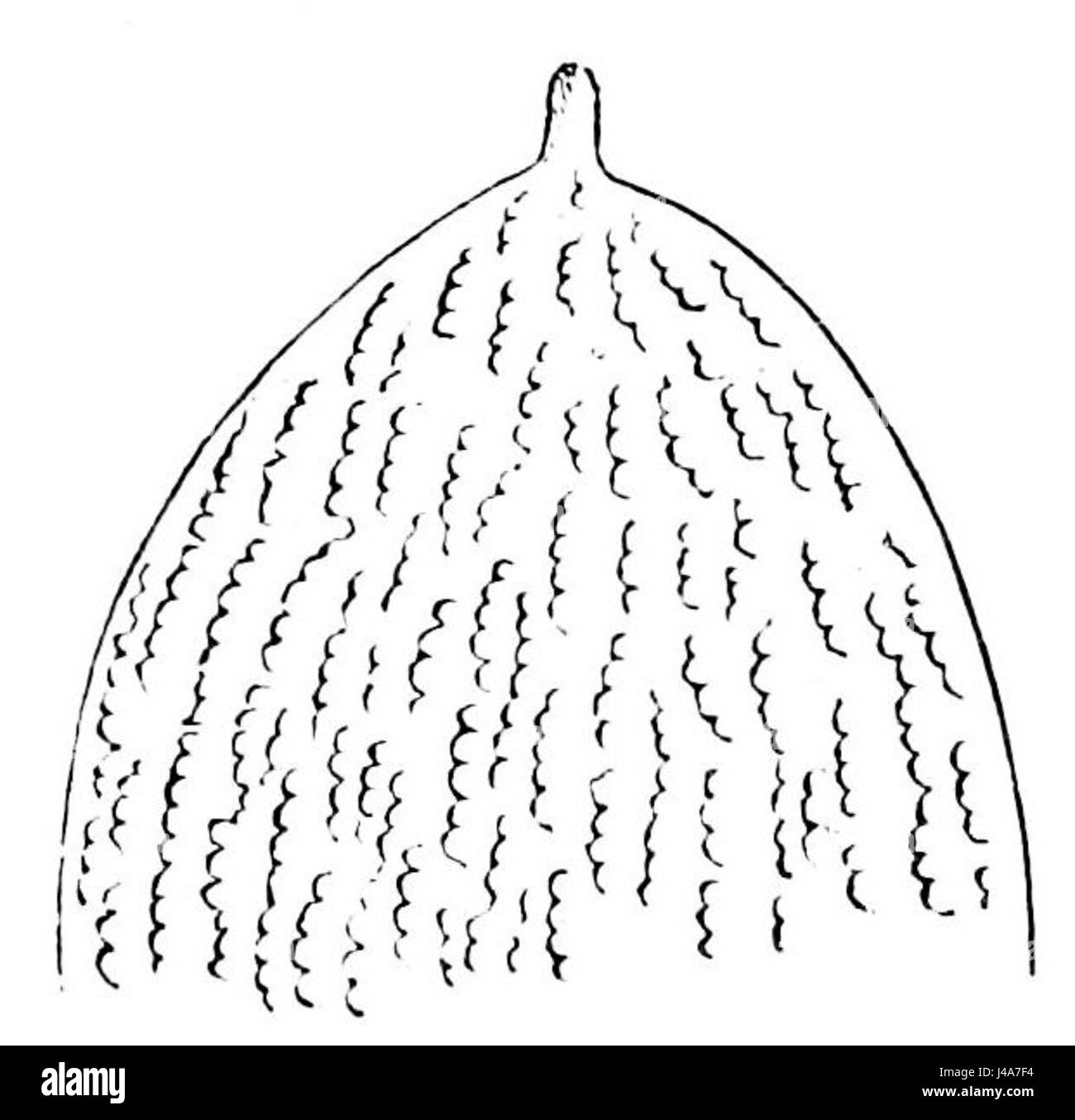 Questo riferimento si riferisce probabilmente a un'illustrazione in una pubblicazione scientifica (PSM V07 D189), che mostra le marcature dettagliate in rilievo su scala podura, che fa parte di uno studio microscopico dell'anatomia degli insetti. Le scaglie di podura fanno parte dell'anatomia delle springtails (Collembola), che sono piccoli insetti che abitano il terreno. Foto Stock