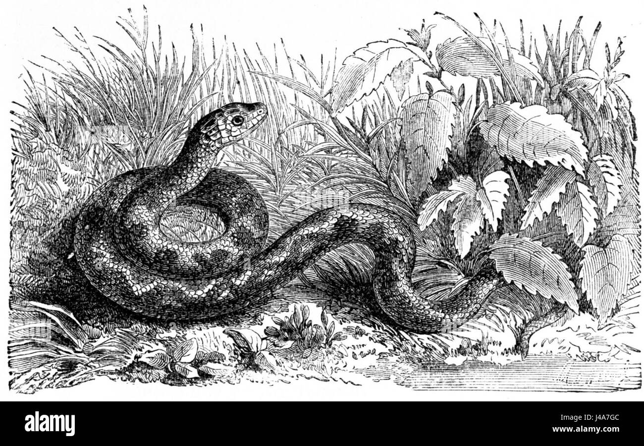 PSM V04 D281 Small viperine snake Foto Stock