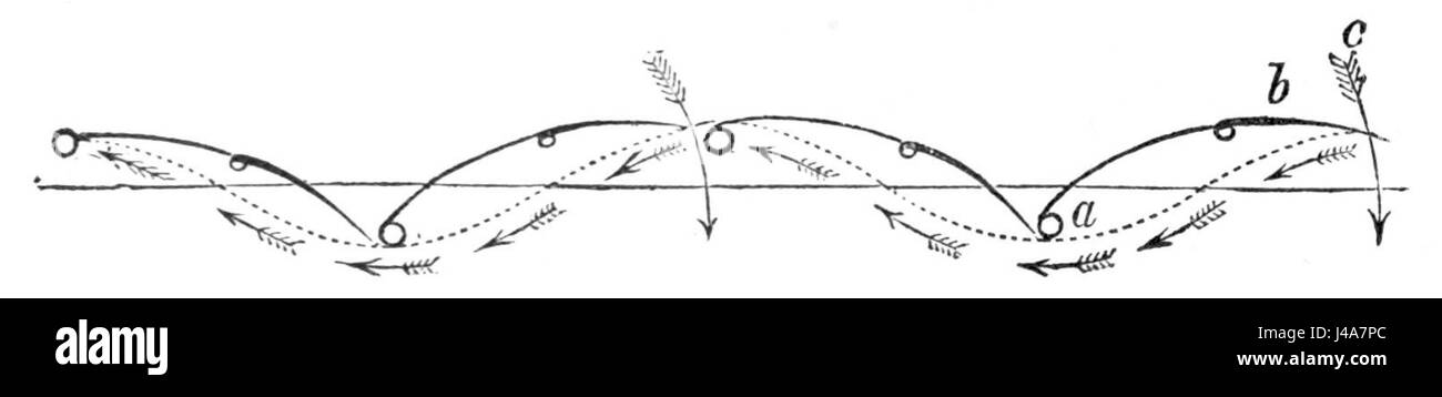 PSM V04 D556 uccello corse di parafango Foto Stock