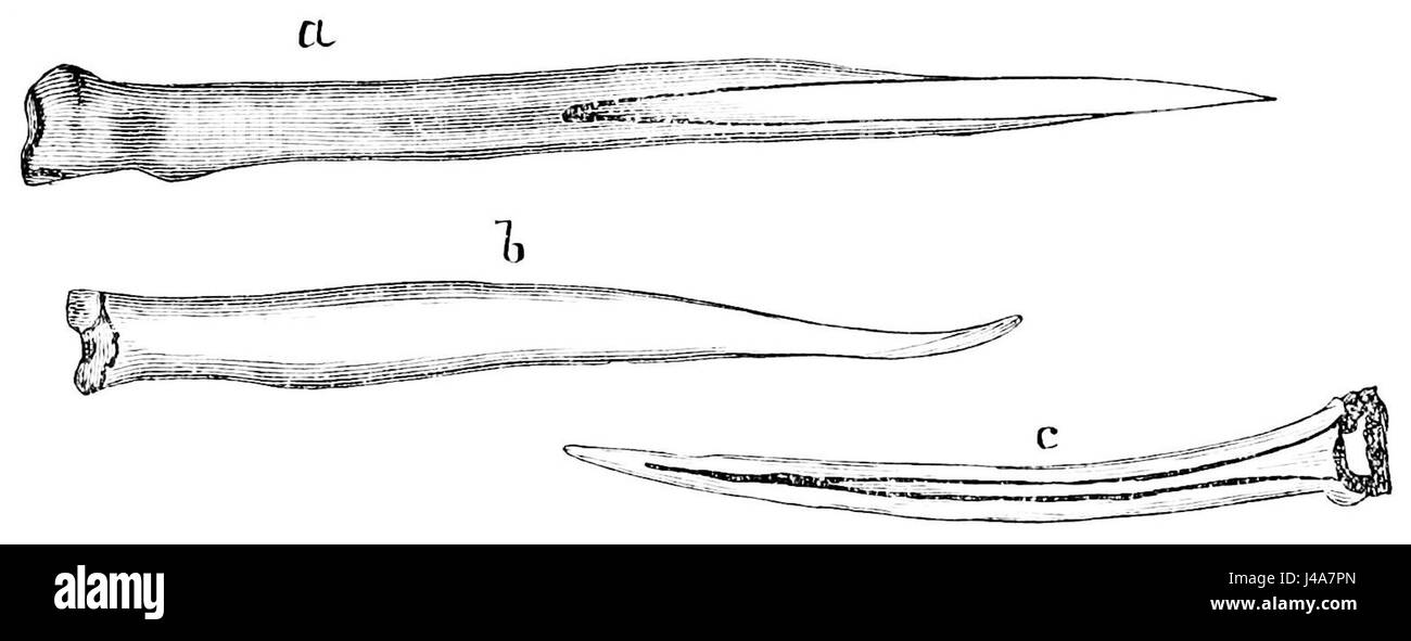 Questa illustrazione del PSM V22 (D466) mostra i tradizionali strumenti ossei utilizzati da Inuit, tra cui punte di arpione e aghi da cucire. Questi strumenti erano essenziali per la caccia e la produzione di abbigliamento negli ambienti artici, mostrando l'artigianato Inuit e l'adattamento al loro ambiente. Foto Stock