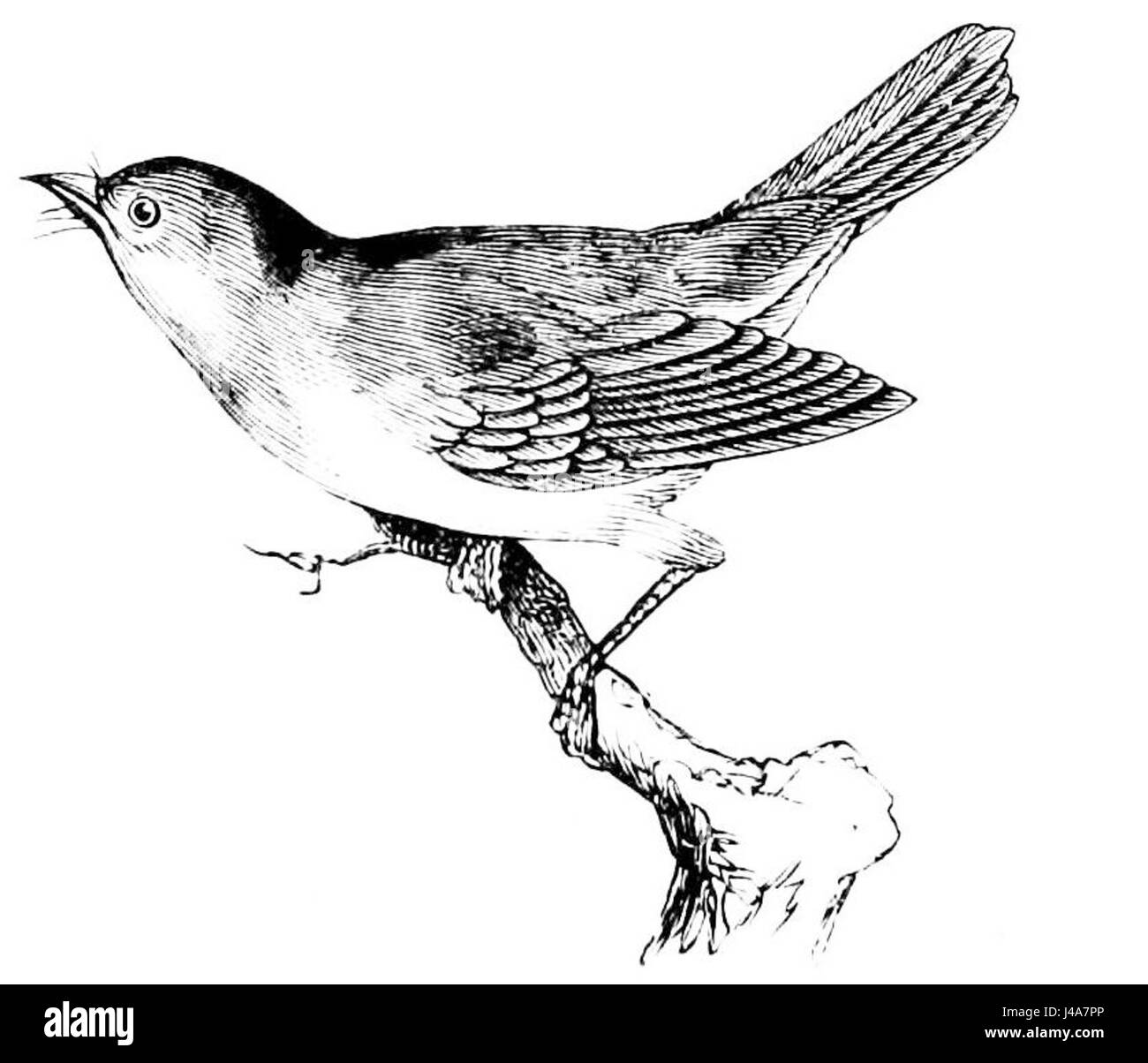 PSM V33 D086 è un'illustrazione di un robin redbreast, comunemente noto come European robin, presente nel 33° volume della rivista "Popular Science Monthly". Foto Stock
