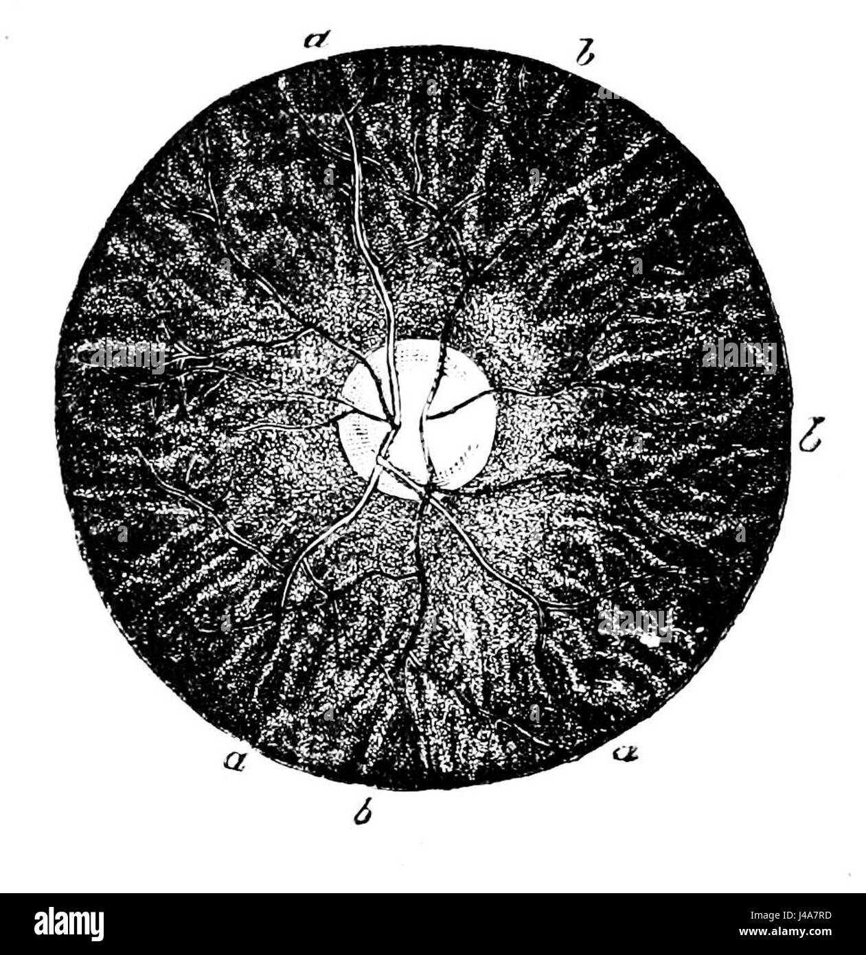 PSM V09 D718 tollerabile di osservazione della retina Foto Stock